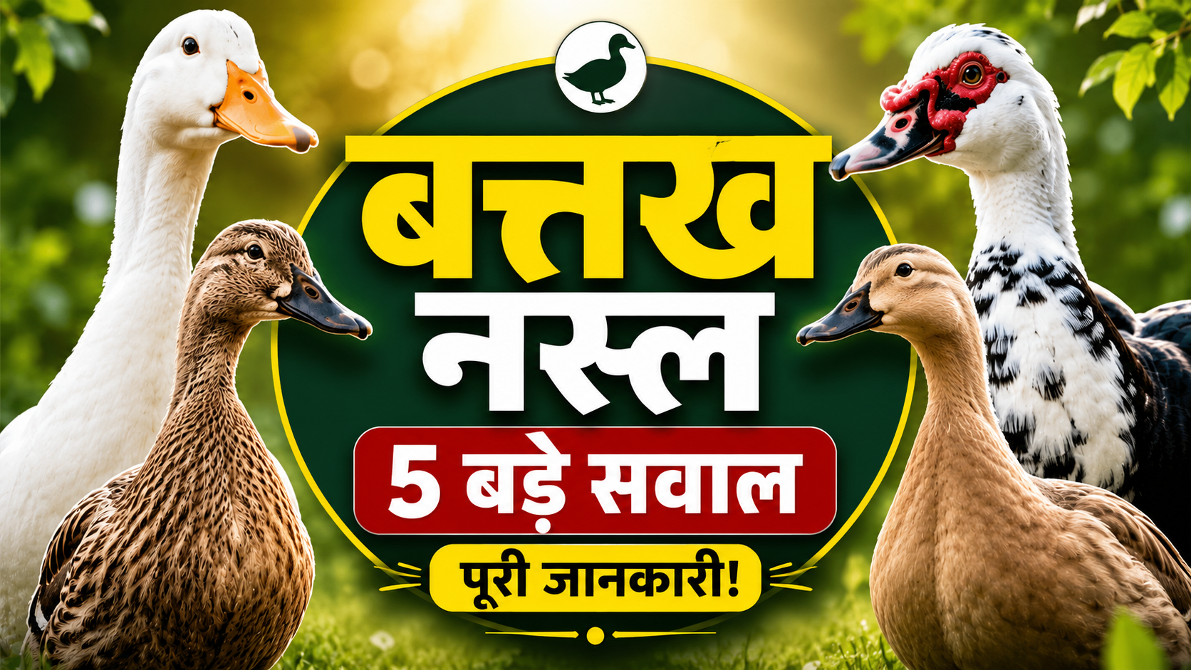 बत्तख नस्ल के बारे में जानकारी