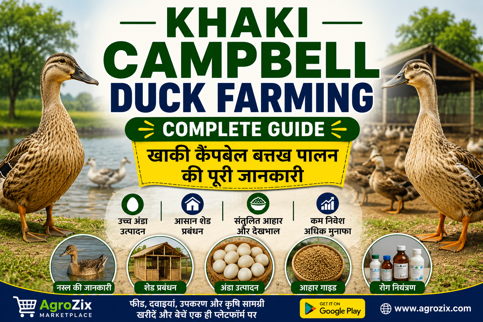Khaki Campbell duck farming guide